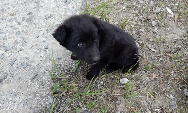 Ce se întâmplă în jurul Cernobîlului, la 32 de ani de la catastrofa nucleară - "Sute de câini"