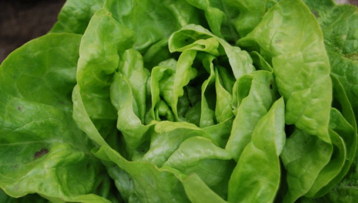 Cum alegi cea mai bună salată verde. Trucul pe care puţini îl ştiu