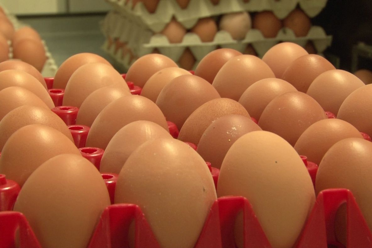 1,5 milioane de ouă, distruse în România. Ce au descoperit inspectorii sanitar-veterniari