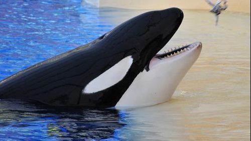 O balenă ucigaşă din Franţa imită vorbirea umană. Ce a învăţat, până acum - VIDEO