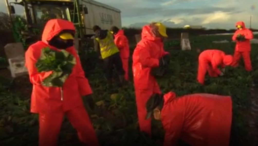 Tinerii britanici au încercat să facă munca imigranților, pe câmp. Rezultatul: eșec total - VIDEO