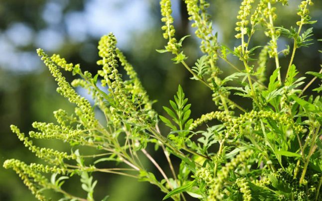 Ambrozia face ravagii în Arad. Oamenii au luat cu asalt cabinetele de alergologie