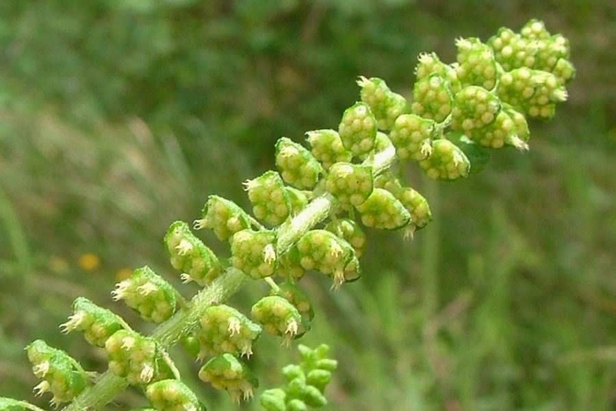 Cum arată ambrozia, planta care îţi poate aduce o amendă de 5.000 de lei. Multă lume nu ştie!