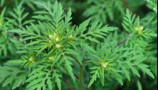 Ai această plantă în curte? Distruge-o urgent! Ai putea fi amendat cu 10.000 de lei