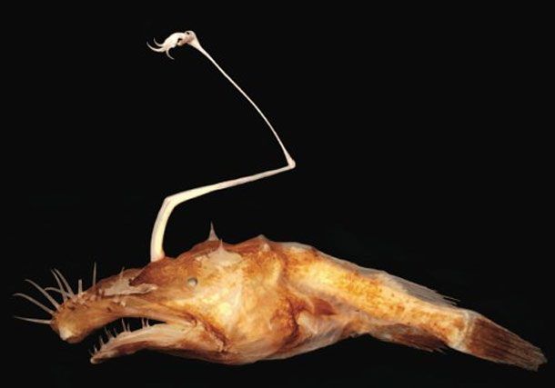 Imagini uluitoare. Patru animale descoperite recent, de care n-ai mai auzit niciodată