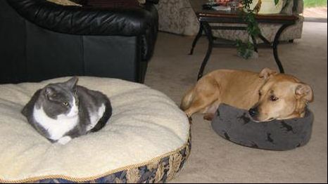 Greşeala pe care o fac cei mai mulţi proprietari de animale - poate avea efecte groaznice!