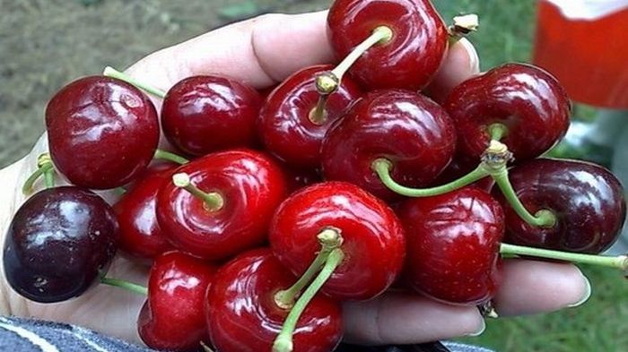 Cireșele au ajuns mai scumpe decât aurul