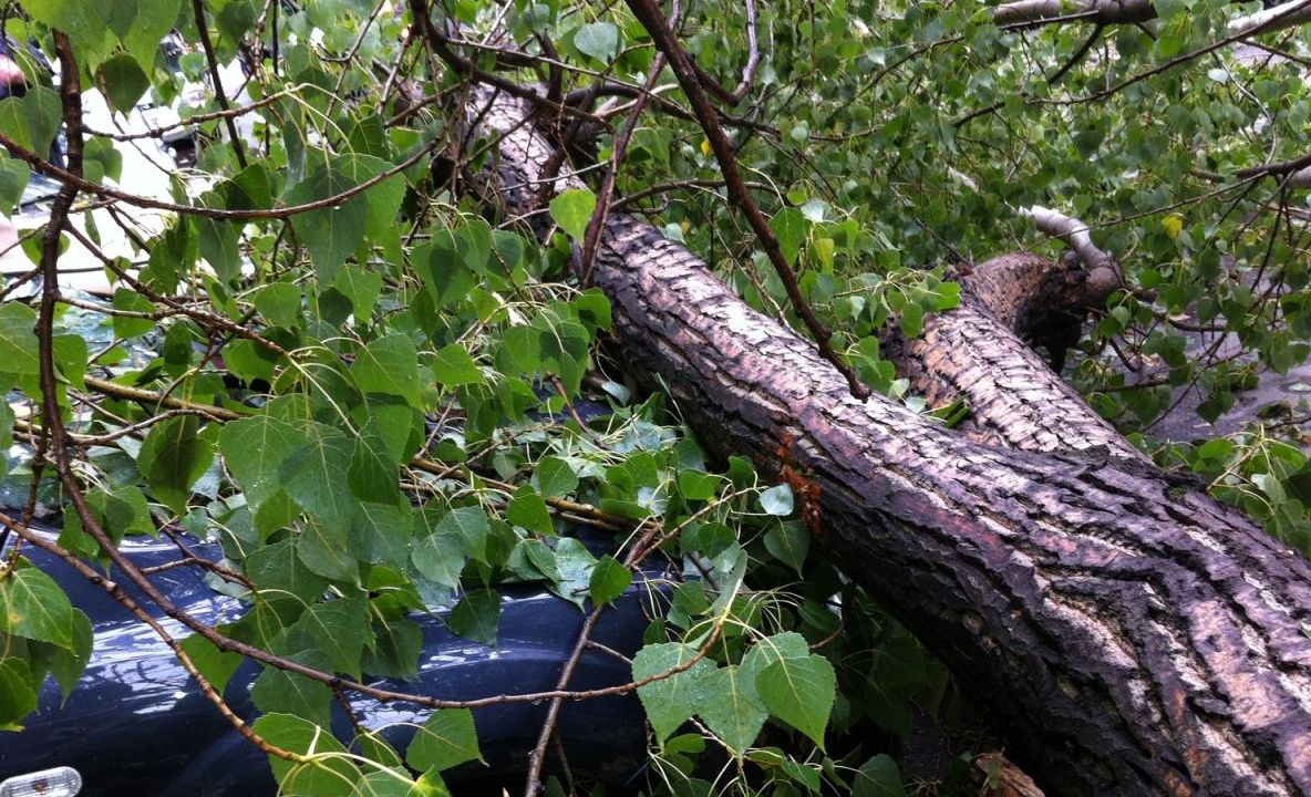 Clipe groaznice pentru o şoferiţă: copac peste mașină în mers, niciun vinovat