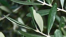 Frunzele de măslin fac minuni pentru sănătate! Iată cât de benefice sunt