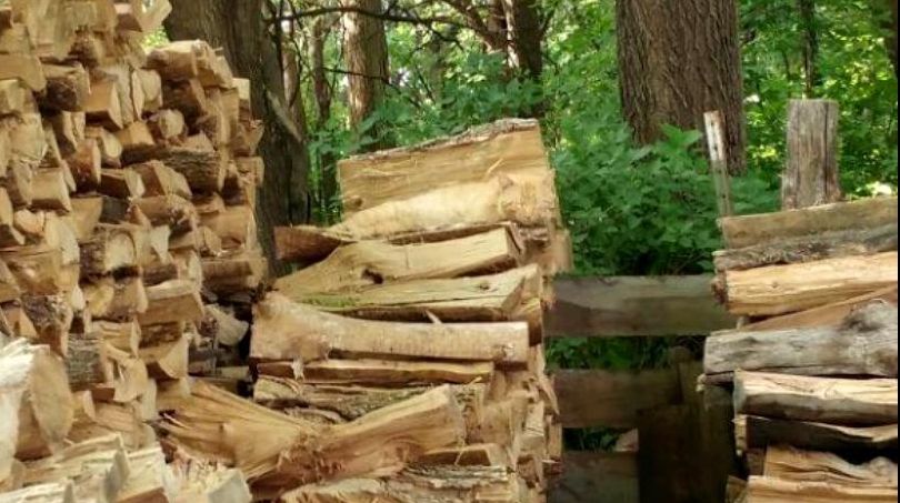 Provocarea zilei: Găseşte pisica din această imagine!