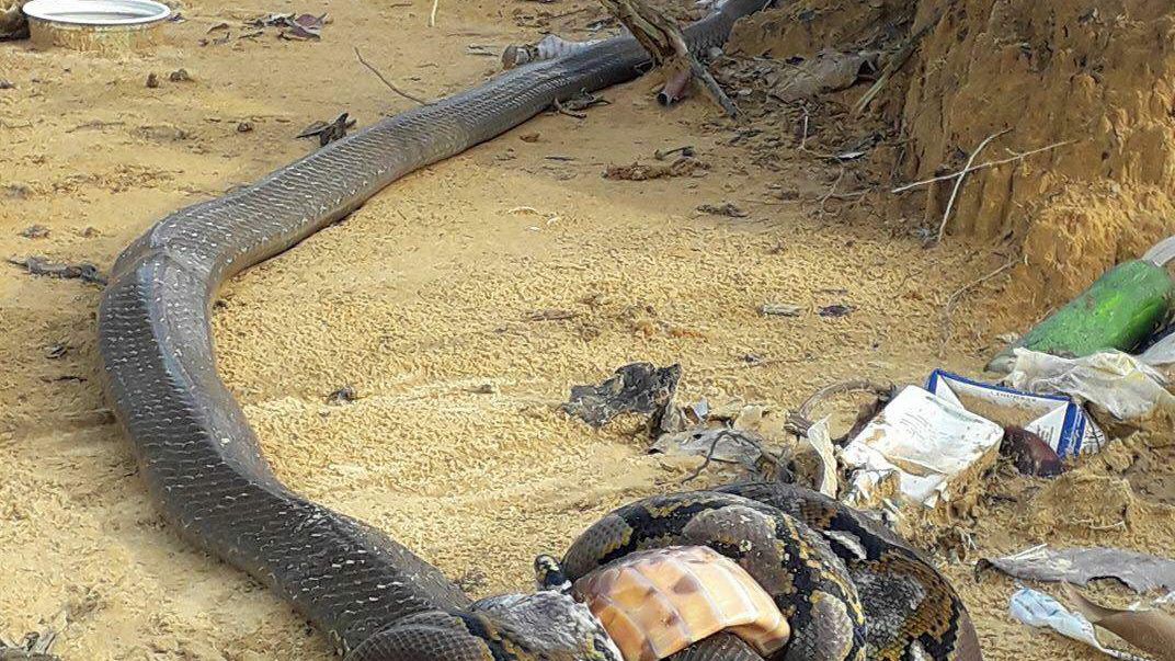 O cobră regală încearcă să ucidă un piton. Imagine de coșmar: cum s-a terminat războiul monștrilor