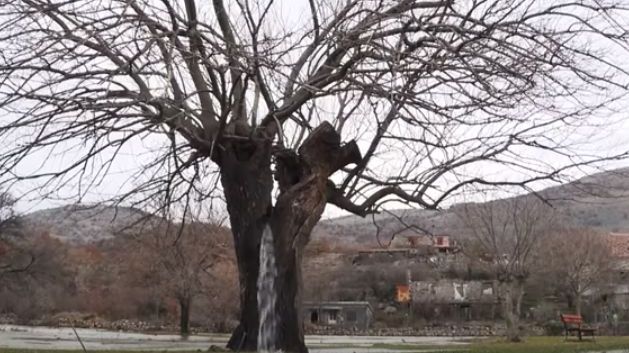 Fenomen uluitor! Curge apa dintr-un copac