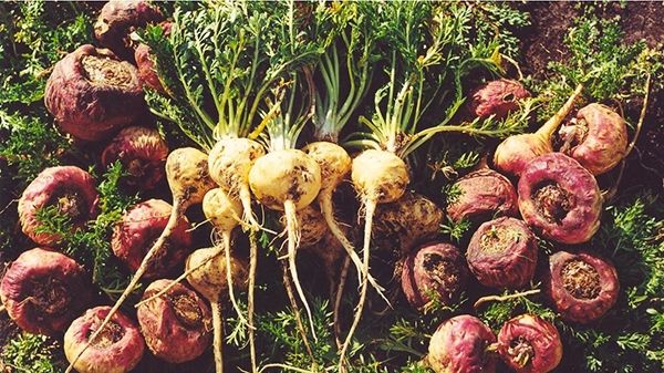 Maca, rădăcina minune despre care foarte puțini au auzit 