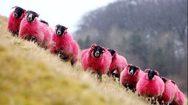 Lelia Munteanu: Turma