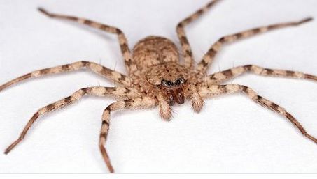 Rapid și mortal ca un păianjen. Filmările care l-au dat de gol 