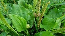 Ce poți trata cu frunza de pătlagină. Efectul este uimitor!