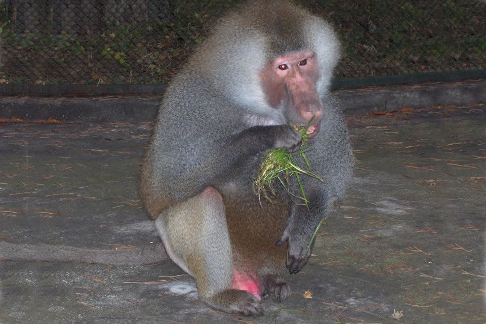 Iată cum arată celebrul PAVIAN CU MANTIE. Imagini amuzante