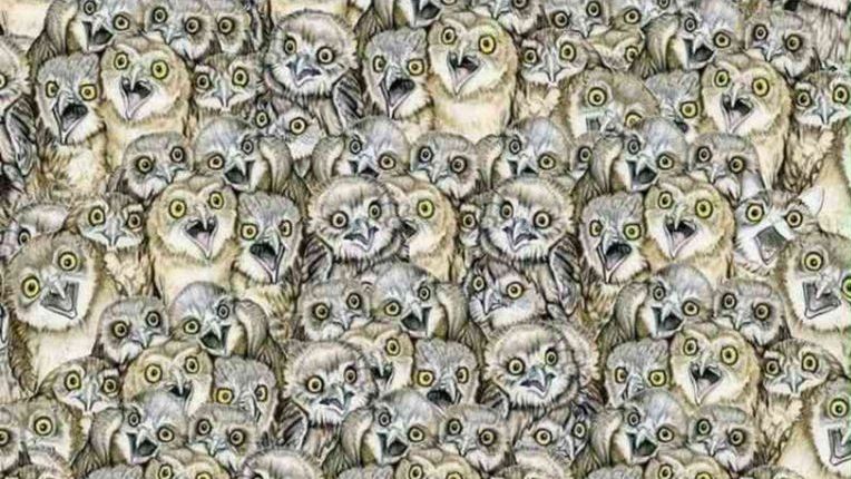 Printre aceste bufniţe este ascunsă o pisică! Tu cât de repede poţi să o găseşti?