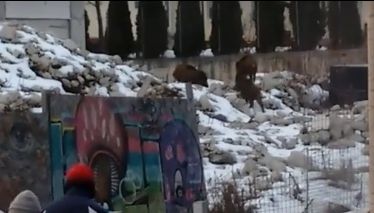 Spitalul cu porci mistreţi. Pacienţii se tem să nu fie atacaţi. 10 animale au fost deja prinse