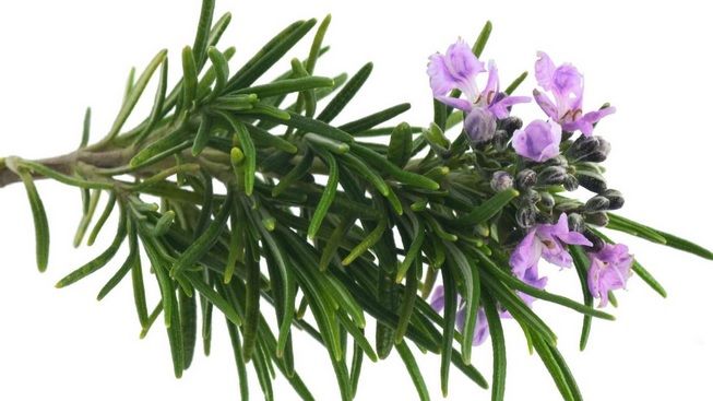 De ce este bine să dormi cu frunze de rozmarin sub pernă? Beneficiile pentru sănătate sunt uimitoare