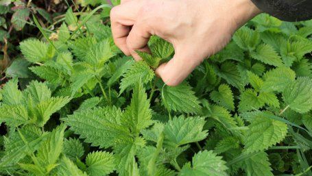 Terapie cu urzici. Cinci boli pe care le puteţi vindeca cu ajutorul acestei plante miraculoase