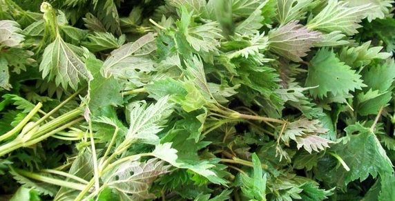 6 remedii terapeutice cu urzici 