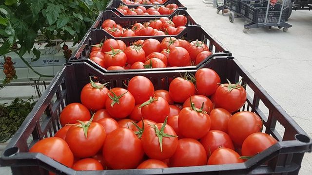 Gerul scumpeşte roşiile: "Sub 15 lei/kg nu vor fi primele roşii româneşti"