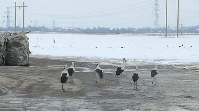 Marea dramă a păsărilor sub zăpadă. Sfaturi pentru salvarea berzelor și a altor înaripate