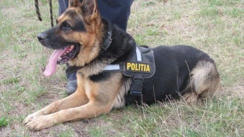Grija PNL. Pensii pentru caii şi câinii Poliţiei, Jandarmeriei, Armatei, după ieşirea din activitate