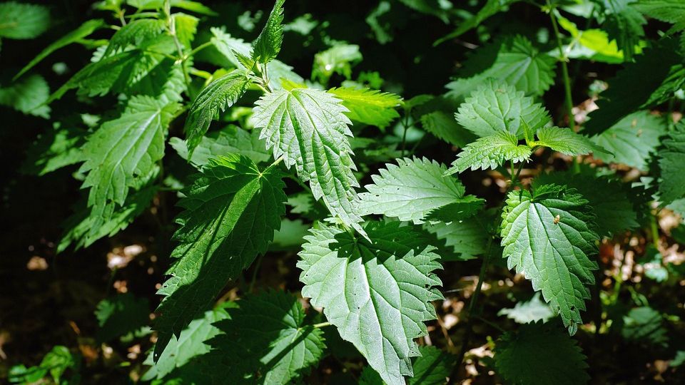 Ceaiul de urzică, leac cu puteri nebănuite