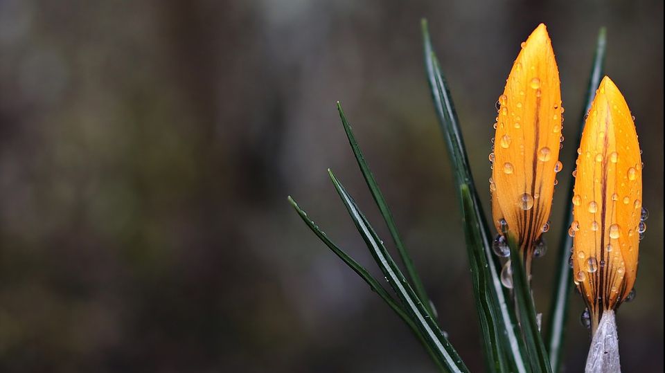 Vreme ca de vară în weekendul de Florii. Temperaturile cresc, dar vin ploile