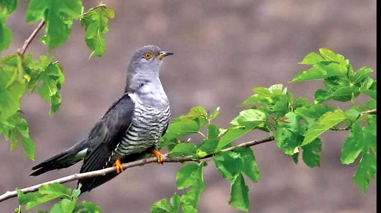 Obiceiuri ciudate în luna martie! Ce se spune când cântă cucul în prima lună de primăvară