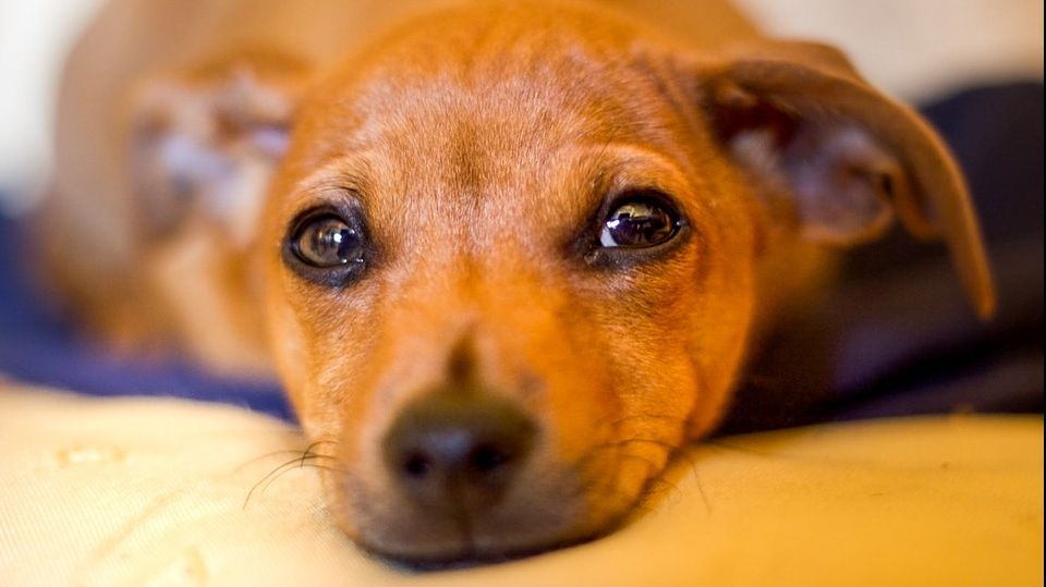 Semnul ascuns că animalul tău de companie e bolnav