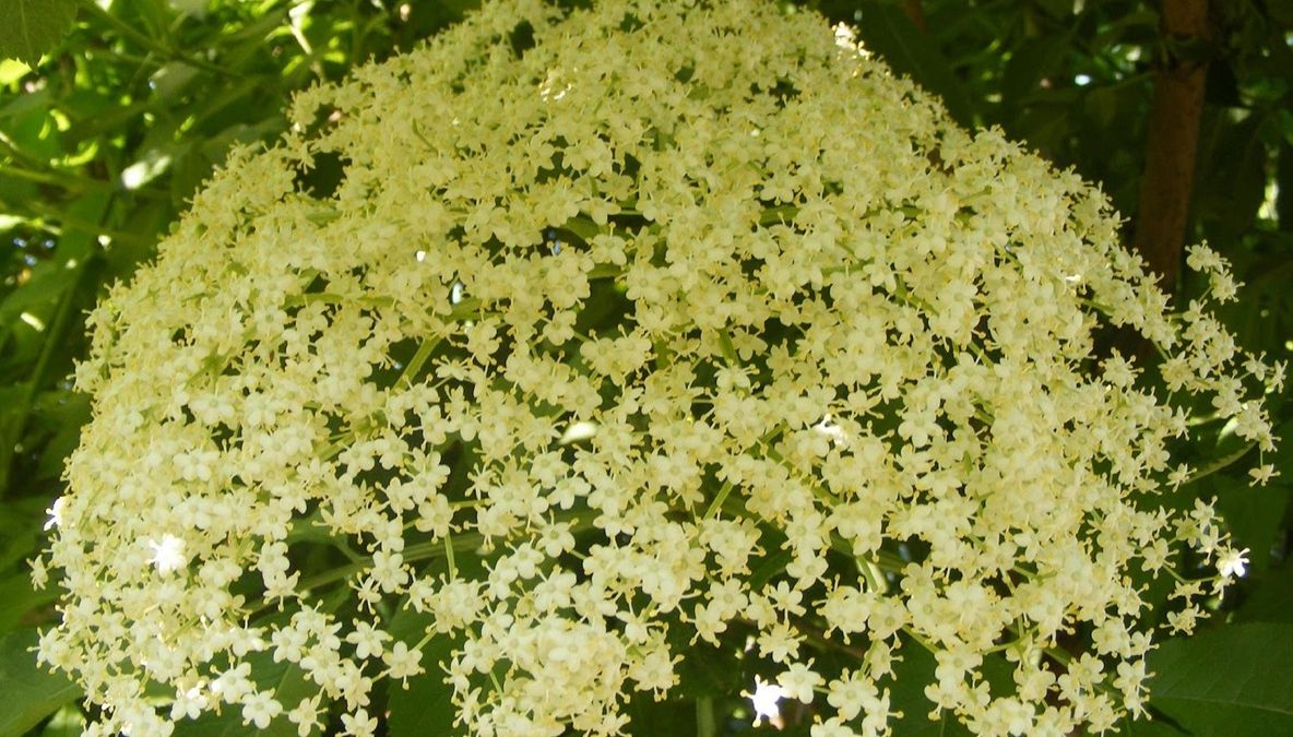 Beneficiile cu adevărat uimitoare ale ceaiului de soc - tu ştii să îl prepari corect?