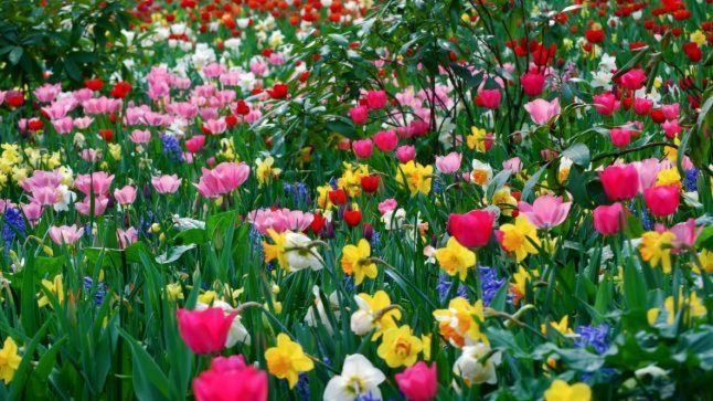 Cum va fi vremea de Florii şi de Paştele catolic - ce spun meteorologii