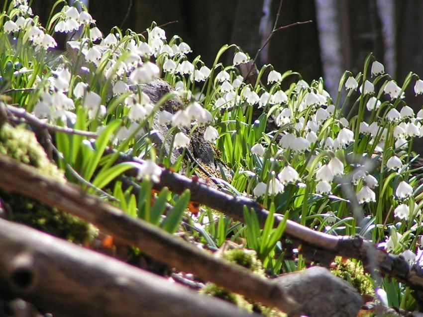 Cum va fi vremea în următoarele zile? Vești bune de la meteo