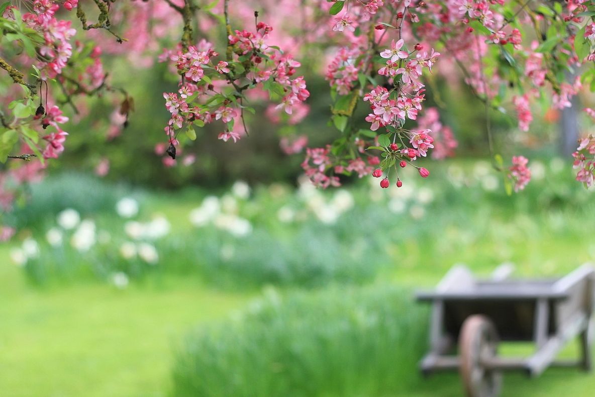 Cum ne pregătim grădina de primăvară 