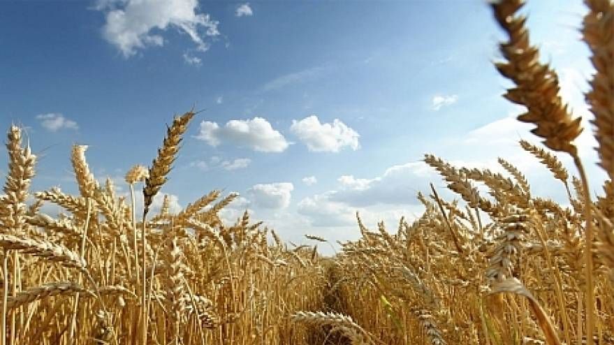 În porturile ucrainene de la Marea Neagră au început pregătirile pentru exportul de grâu. Anunțul Marinei militare