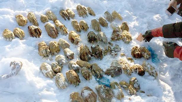 Rusia se cutremură! Crime odioase în Siberia. Au găsit un sac cu 54 de mâini
