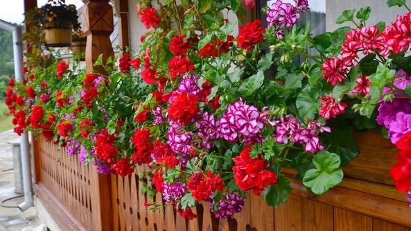 Cum să înmulţeşti corect muşcatele. Sfaturi simple pentru o bogăţie de flori