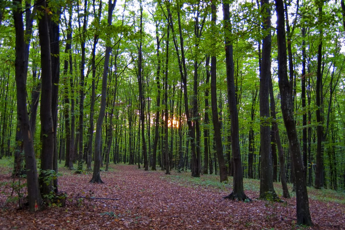 Reforma în sectorul forestier ar crea 25.000 de locuri de muncă într-un singur județ