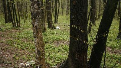 Pădurile României, controlate de cea mai bogată familie din Suedia. Cum a ajuns miliardarul Hans Rausing stăpân pe pământul românesc