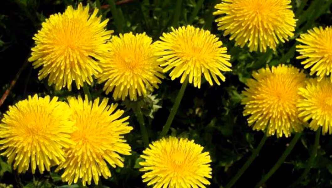 Planta minune care tratează cancerul, hepatita şi alte boli. Tu ştii care este?