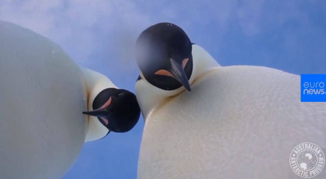 IMAGINE RARĂ: Doi pinguini își fac selfie 
