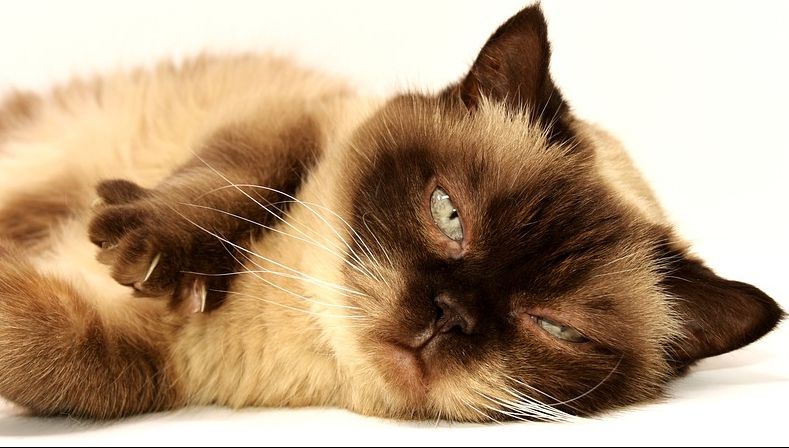 Descoperirea înfricoșătoare despre pisici. Ce fac când stăpânii nu sunt acasă