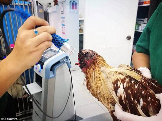 Un pui de găină decapitat continuă să trăiască. Specialiștii nu înțeleg. Cum arată!