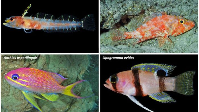 Cercetătorii au descoperit un ocean ascuns - ce vieţuitoare unicat adăposteşte acesta