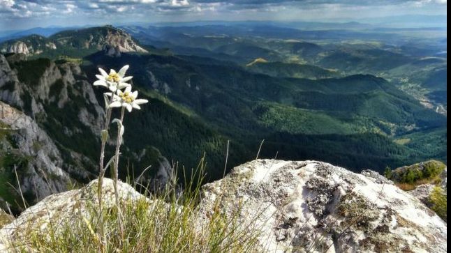 Secretul Florii de Colţ. Numele ei adevărat este, de fapt, altul! 
