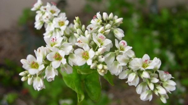 Planta asemănătoare orezului, cu efecte terapeutice excepţionale pentru diabetici