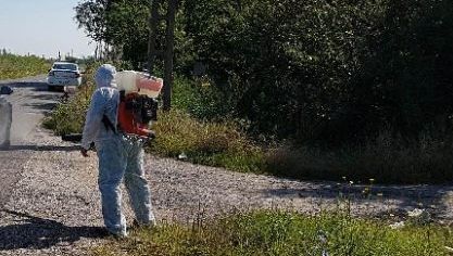 Focar de pestă porcină africană în România. Un virus mortal, identificat de autorități